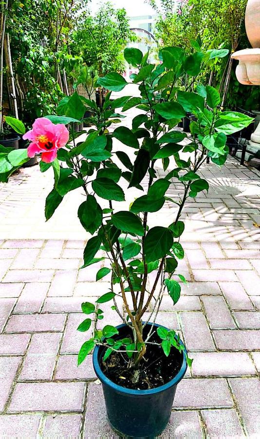 Hibiscus (Hibiscus rosa-sinensis) plant for sale in Dubai