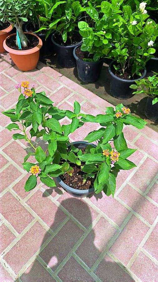 Lantana variety 2 available in Dubai