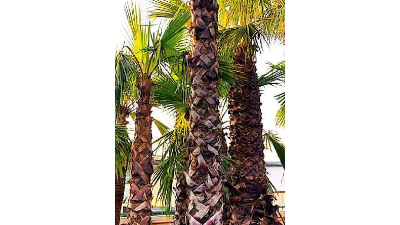 Palm tree and plant installation in a Dubai villa garden